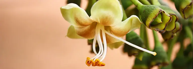 Blüte des Kapokbaums (Ceiba Pentandra)